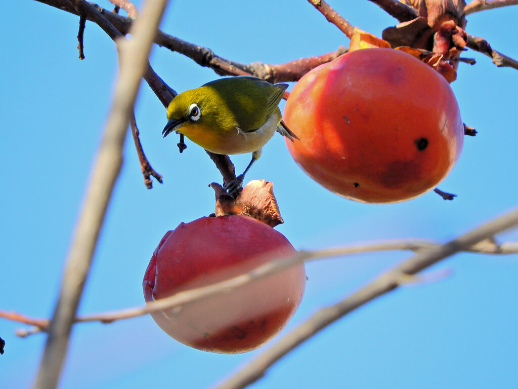 メジロさんは熟柿に夢中　３