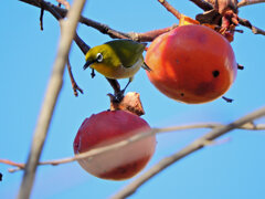 メジロさんは熟柿に夢中　３