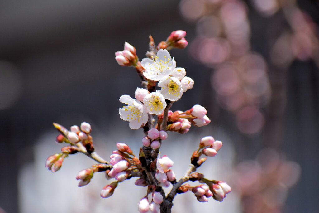 暖地桜桃（だんちおうとう）の花　３