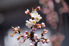 暖地桜桃（だんちおうとう）の花　３