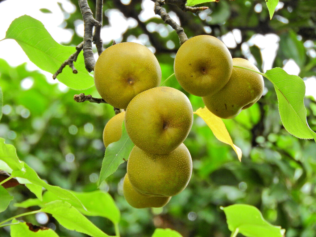 ニホンヤマナシ（日本山梨）の実　５