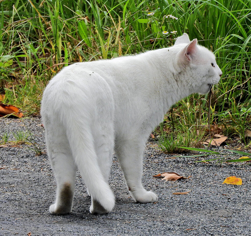 等々力緑地公園・・で　にゃぁ～って近寄って来た　２