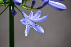 アガパンサス   紫君子蘭　（むらさきくんしらん）６