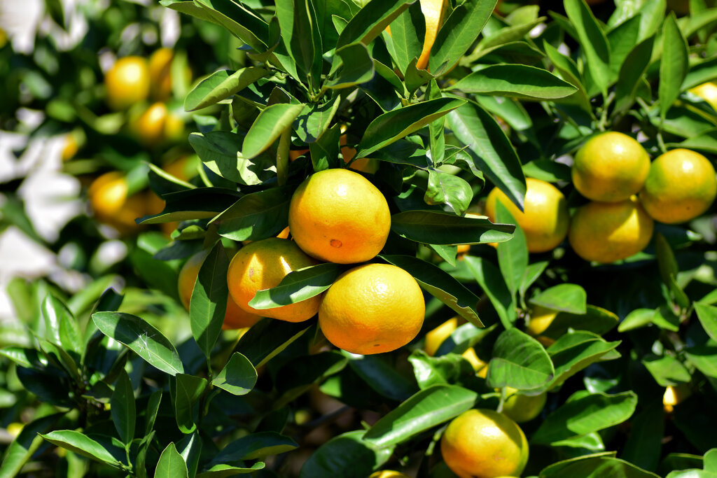 鈴なりの蜜柑　４