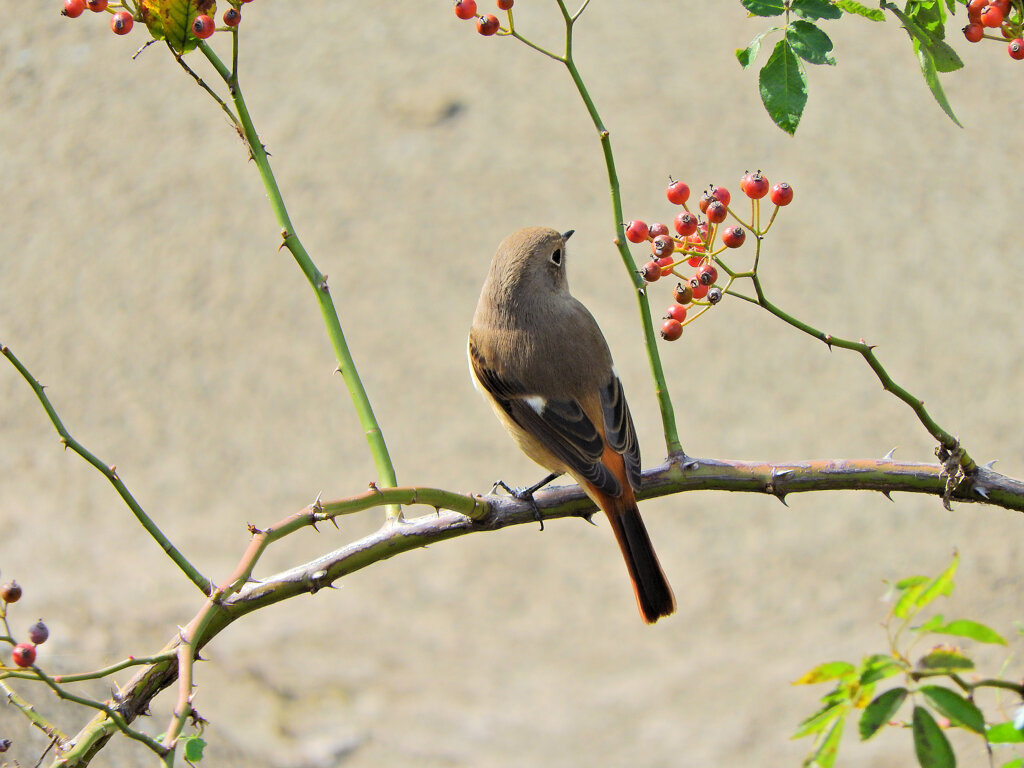 ジョビ子さんに出合いました(=^～^)oうれちっ♪　６