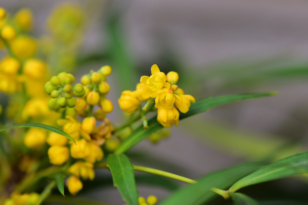 細葉南天　花　２