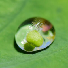 蓮の葉の水滴　５