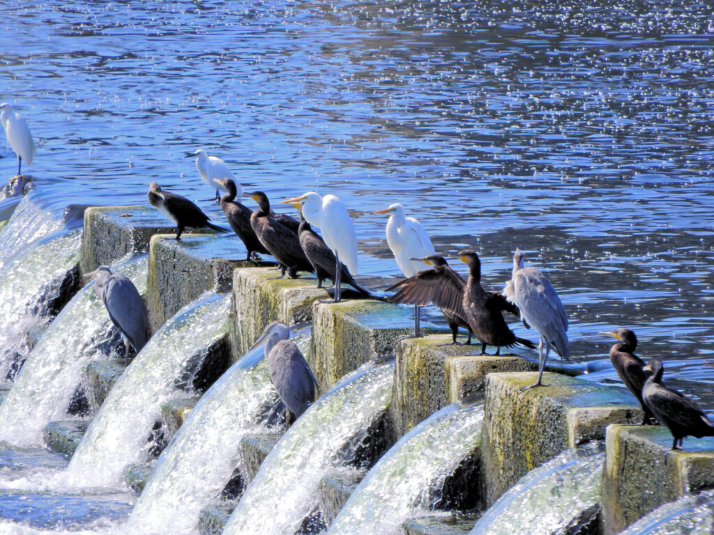 堰で獲物を待つ　川鵜や青鷺など・・・４