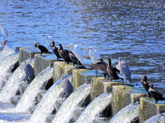 堰で獲物を待つ　川鵜や青鷺など・・・４