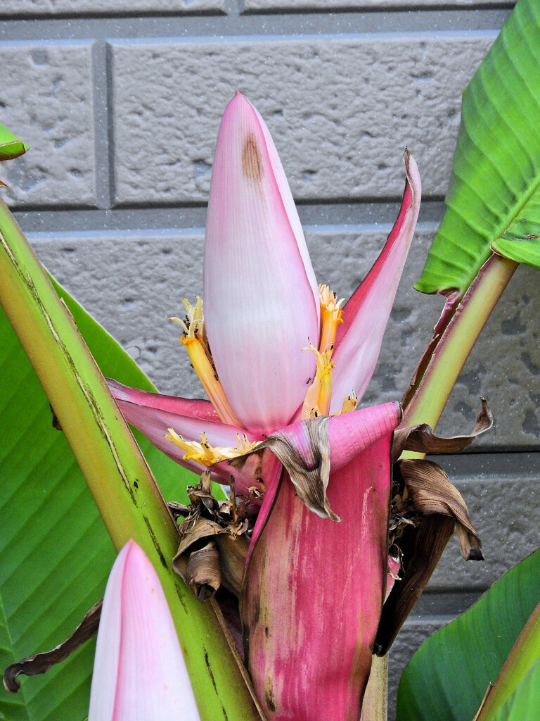 赤実バナナ　（ピンクバナナ・アケビバナナ）の花　３