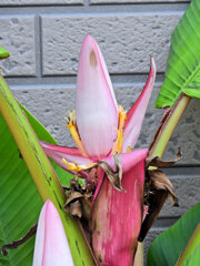 赤実バナナ　（ピンクバナナ・アケビバナナ）の花　３