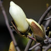 もうすぐ　白木蓮　(∩.∩）　３