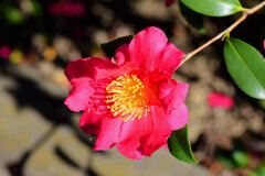 山茶花　５