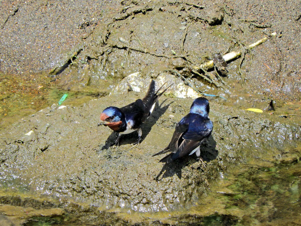 燕さんがお家の建築資材を調達中！　１