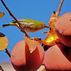 柿喰うメジロさん　８