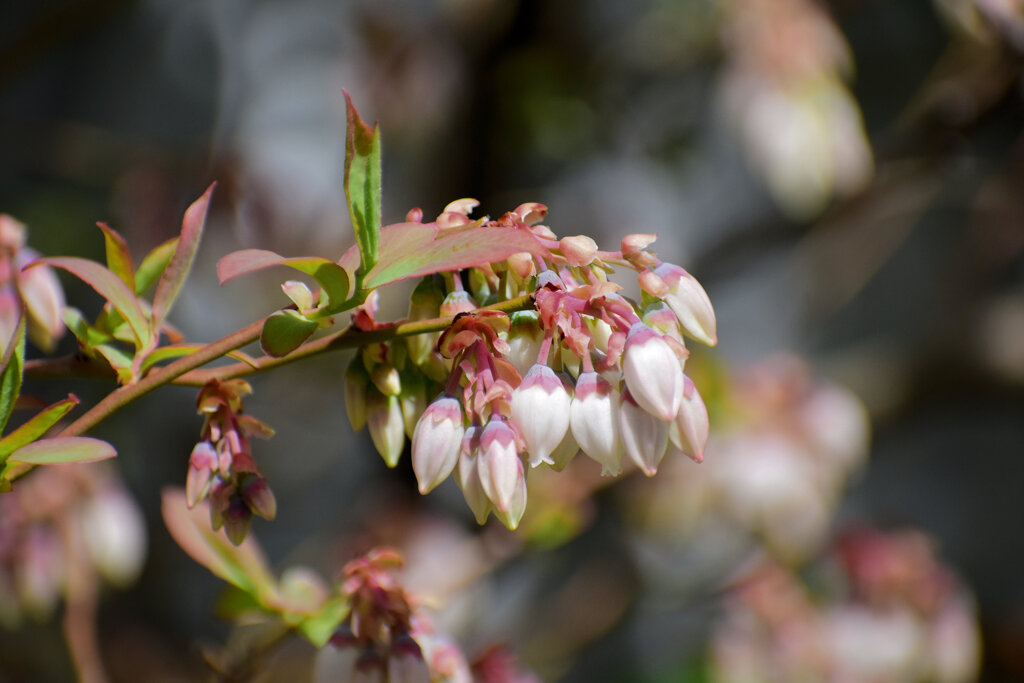 ブルーベリーの花　４