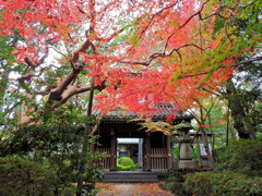 年末の大掃除　撮り溜め紅葉放出　１６
