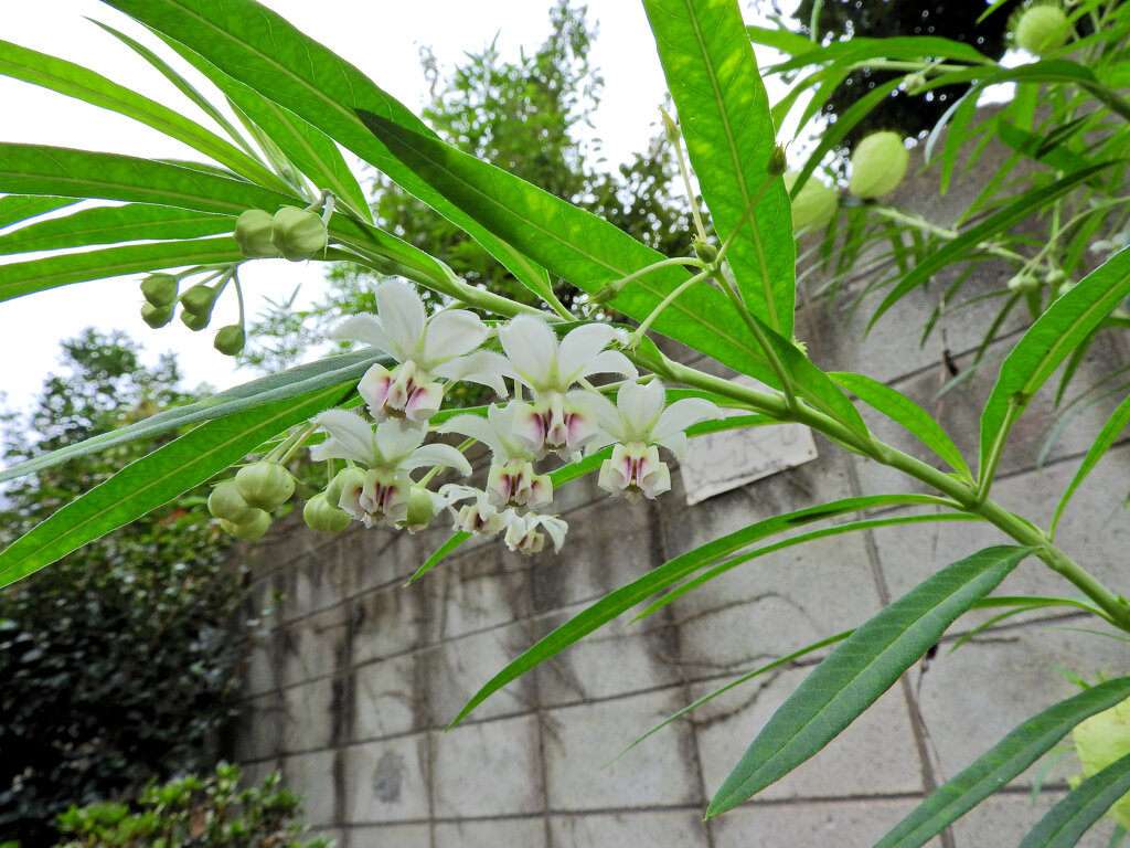 風船唐綿 （ふうせんとうわた）　花　３