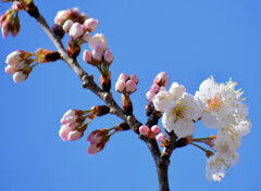 暖地桜桃（だんちおうとう）の花　４