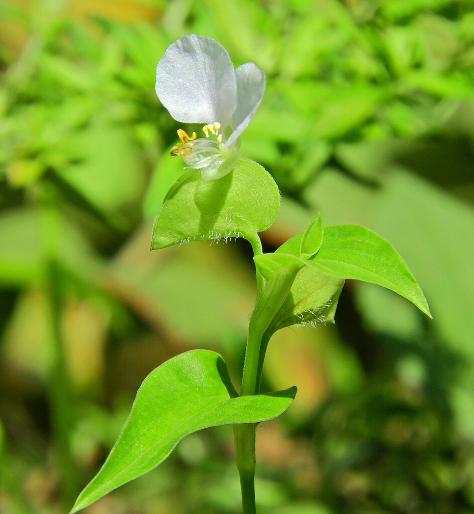 シロバナツユクサ  しろばなつゆくさ（白花露草） ツユクサ科　５