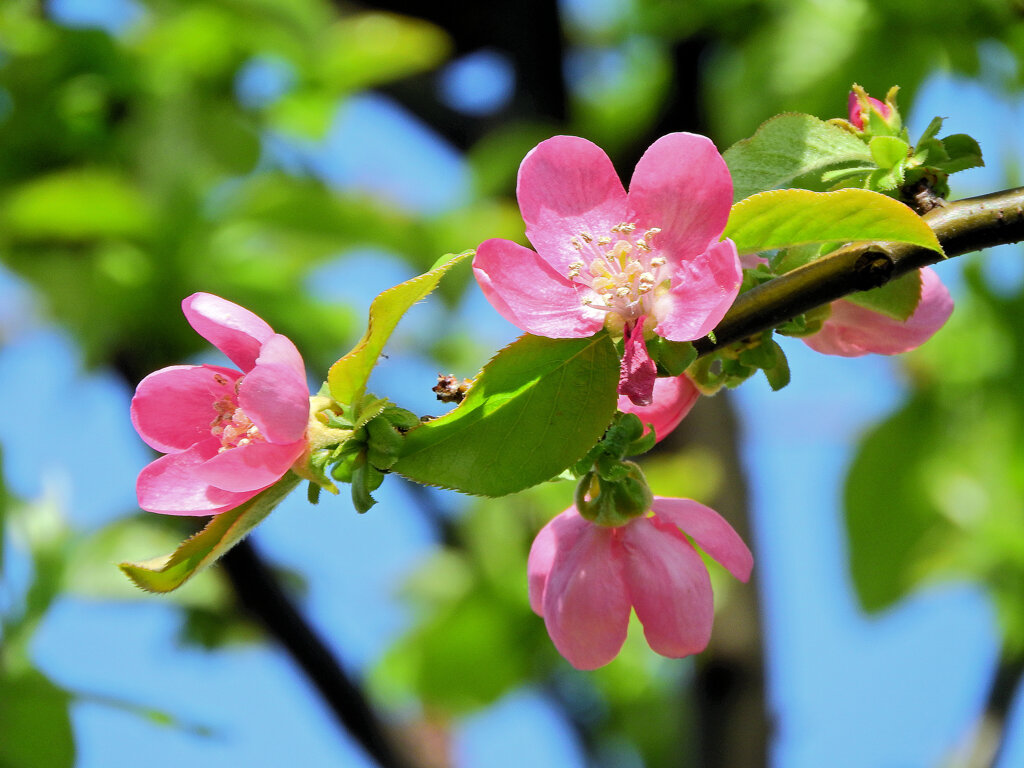 花梨の花が開花　３