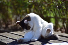 昨晩投稿した肉球の持ち猫　３