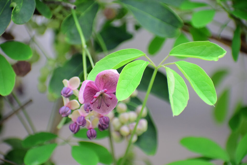 「木通」の花　３