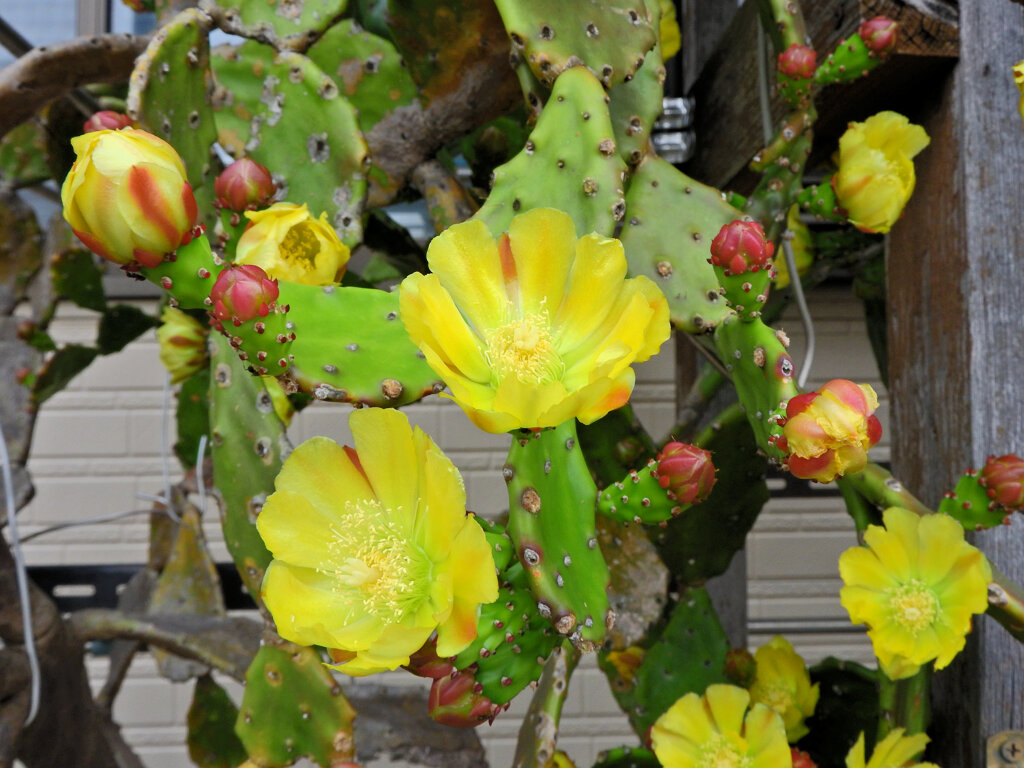 ウチワサボテンの花　２