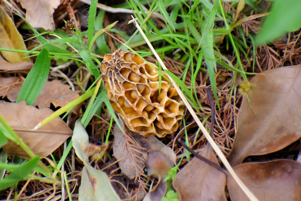 チブル星人の地球侵略か！？　アミガサタケ？　６