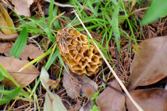 チブル星人の地球侵略か！？　アミガサタケ？　６