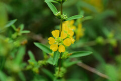 きばなみそはぎ (黄花禊萩)　３