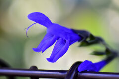 「サルビア・グアラニチカ」の花  (別名:メドーセージ)1   「サルビア・グアラニチカ」の花  (別名:メドーセージ)1