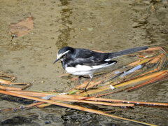 セグロセキレイ　(背黒鶺鴒)　８