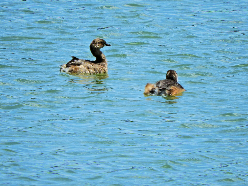 等々力緑地公園・・釣り堀池　カイツブリ　５