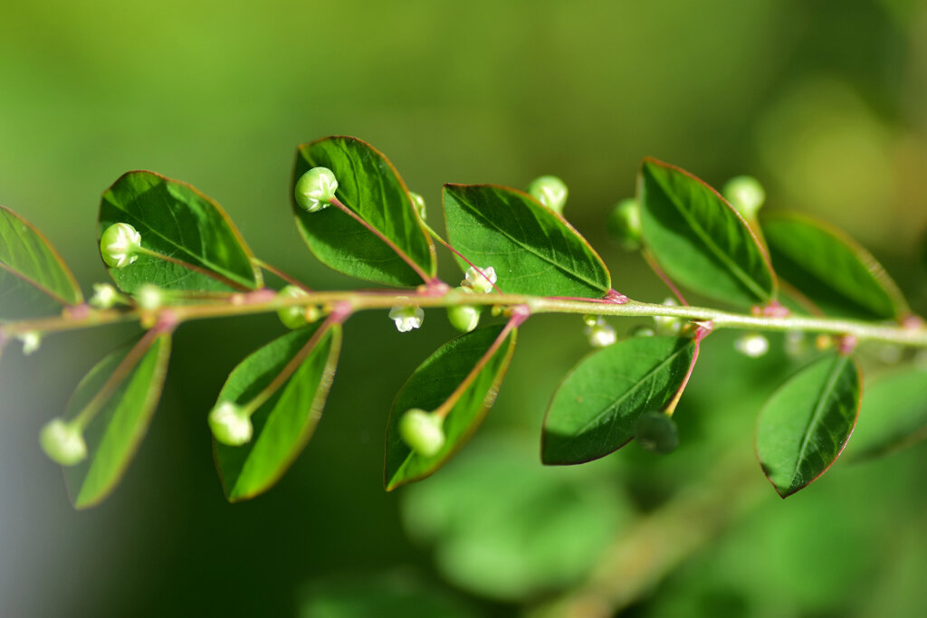 ブラジル小蜜柑草 （ブラジルこみかんそう）実　３