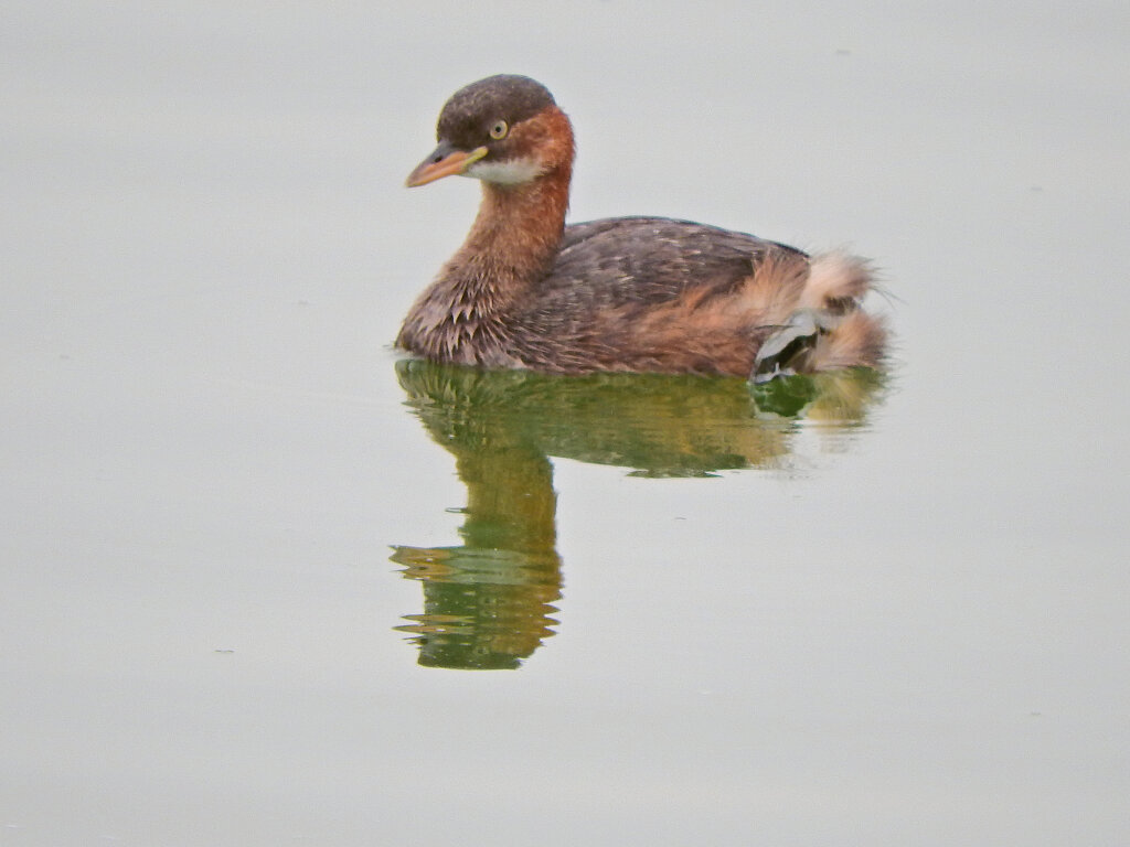 等々力緑地公園・・釣り堀池で　カイツブリ　９