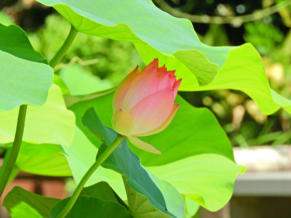 猛暑で蓮の花も葉の陰で・・・２