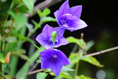 八重咲き桔梗２