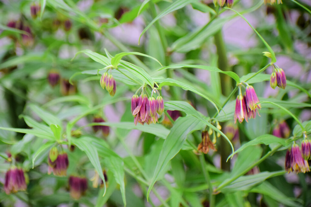 トウチクラン（唐竹蘭)　３