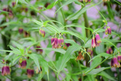 トウチクラン（唐竹蘭)　３