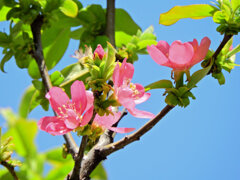 花梨 （かりん）　５