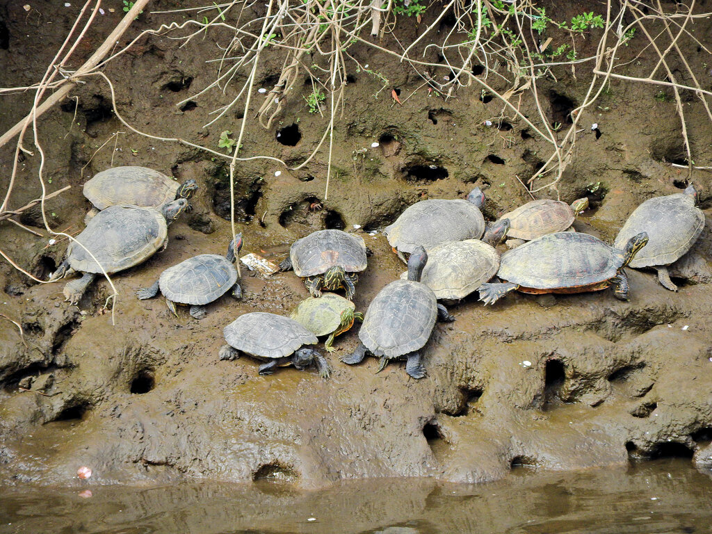 亀さんの甲羅干し　2/2
