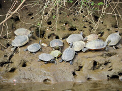 亀さんの甲羅干し　2/2