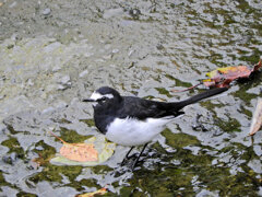 セグロセキレイ　１０