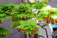 「羽団扇楓（はうちわかえで）」の花と実　１