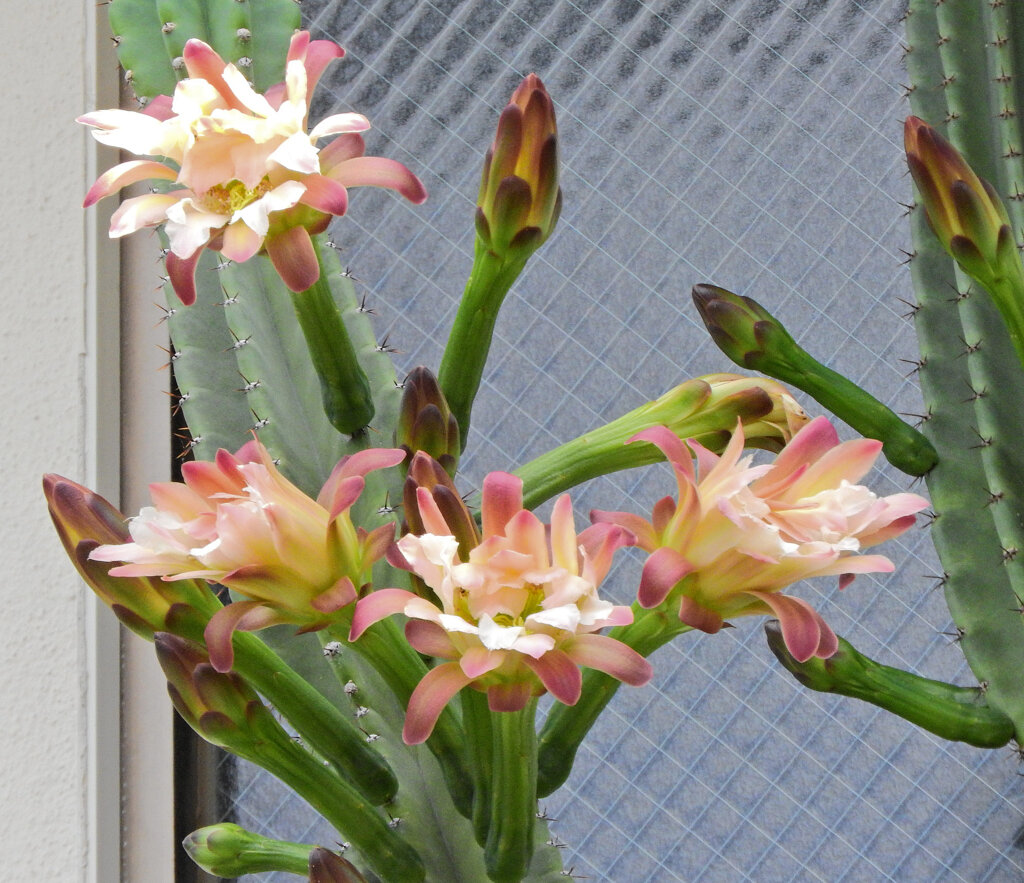 サボテンの花　４