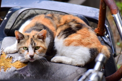 民家の朽ちたオートバイの上で地域猫さん(=`☻ω☻´=)ﾑ!　１