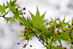 春紅葉　美しい　２