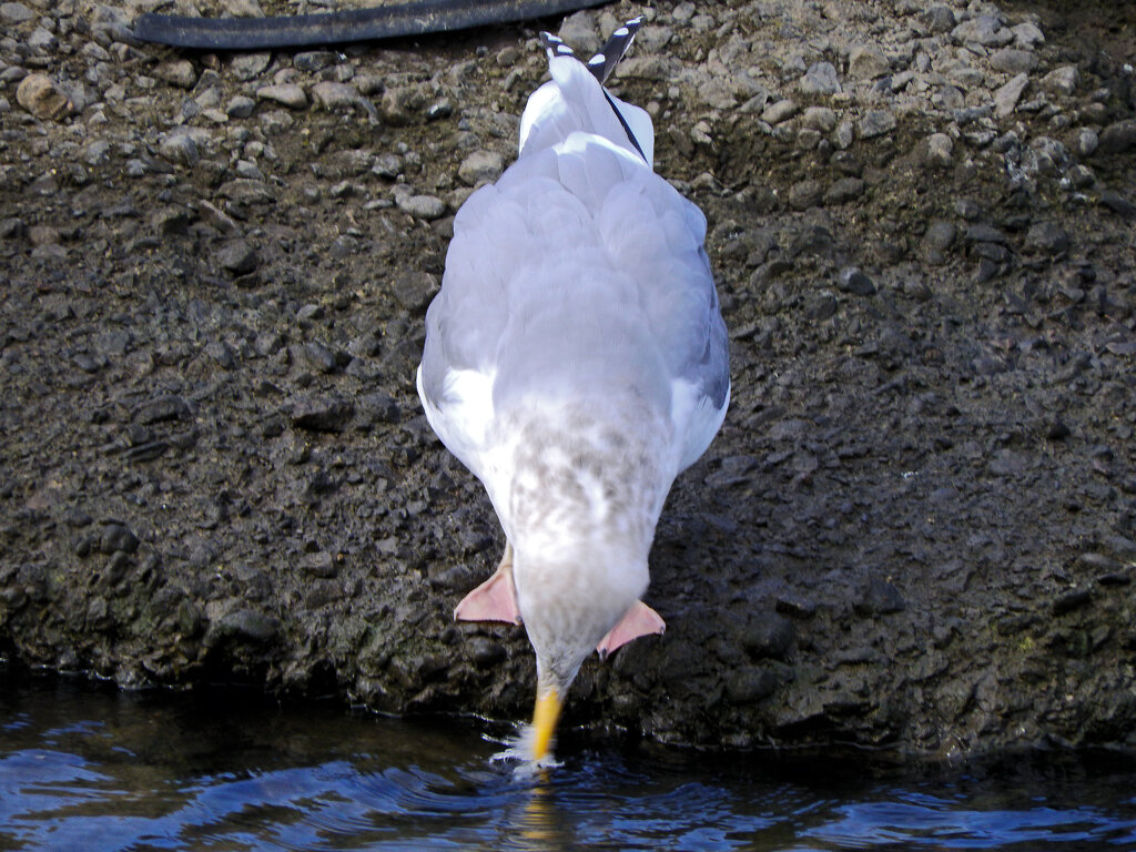 矢上川で　セグロカモメ　５