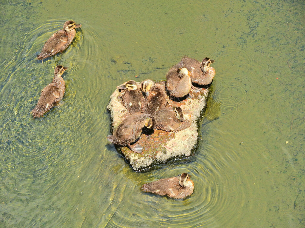 日テレの番組で紹介された昨日カルガモ親子の引っ越し・その後1